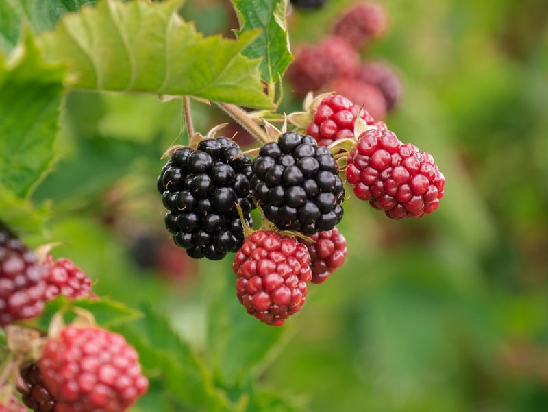 Gourmet Wild Berries